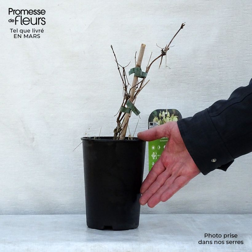 Clematis rehderiana  2L/3L pot sample as delivered in spring