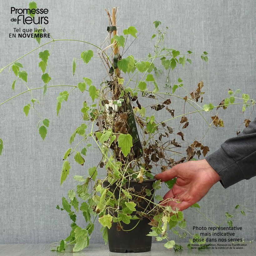 Clematis rehderiana  2L/3L pot sample as delivered in autumn