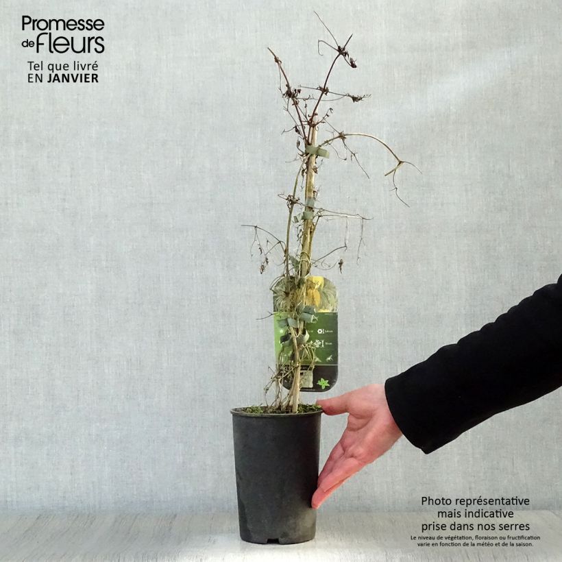 Clematis Aureolin 2L/3L pot sample as delivered in winter