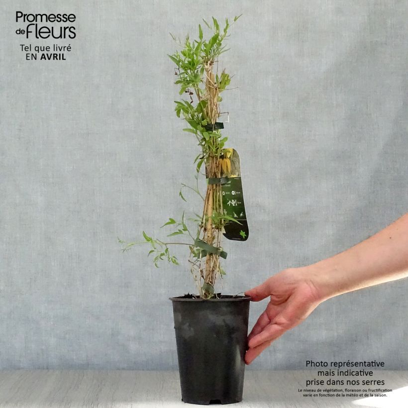 Clematis Aureolin 2L/3L pot sample as delivered in spring