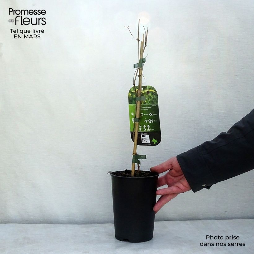 Clematis Golden Harvest 2L/3L pot sample as delivered in spring