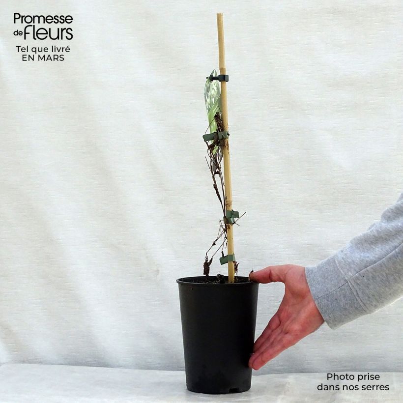 Clematis Grace 2L/3L pot sample as delivered in spring