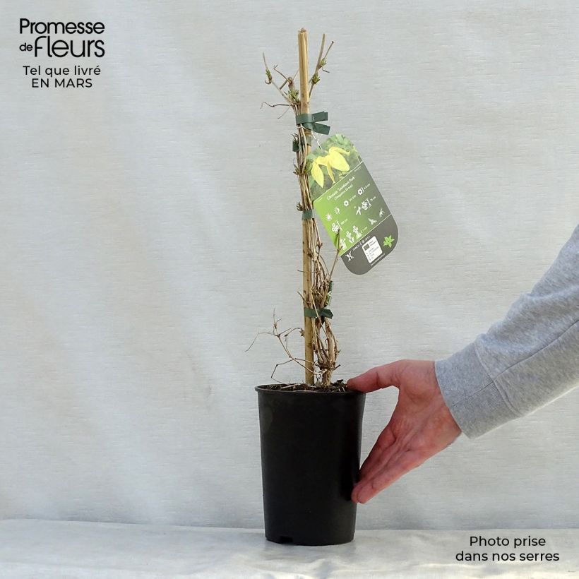 Clematis Lambton Park 2L/3L pot sample as delivered in spring