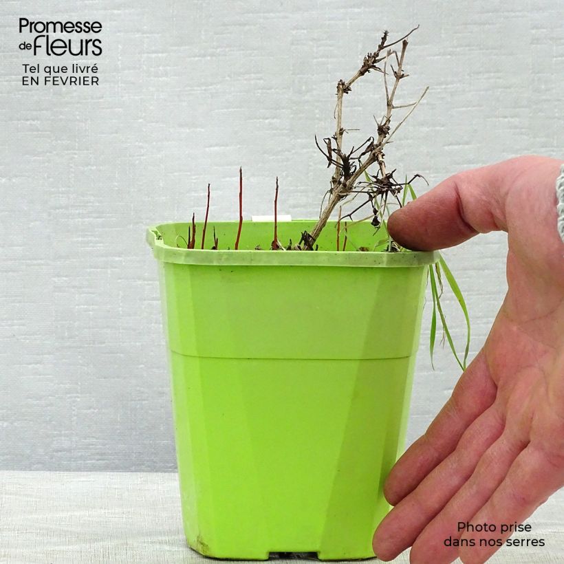 Clematis Little Lemons 1L/1.5L pot sample as delivered in winter