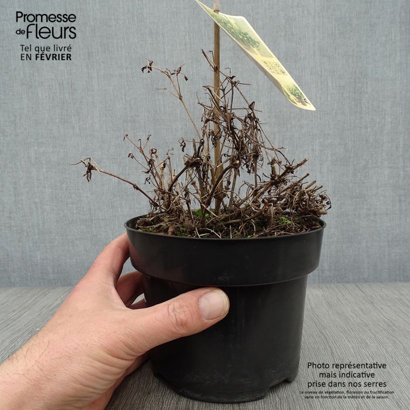 Clematis Little Lemons 2L/3L pot sample as delivered in winter