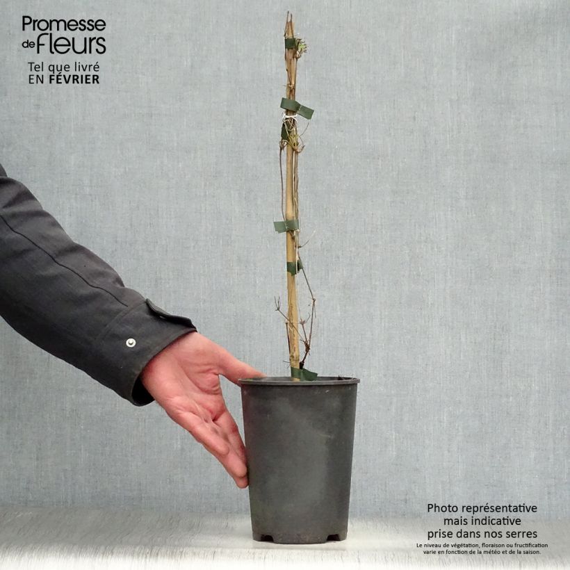 Clematis My Angel - Golden Clematis 2L/3L pot sample as delivered in winter