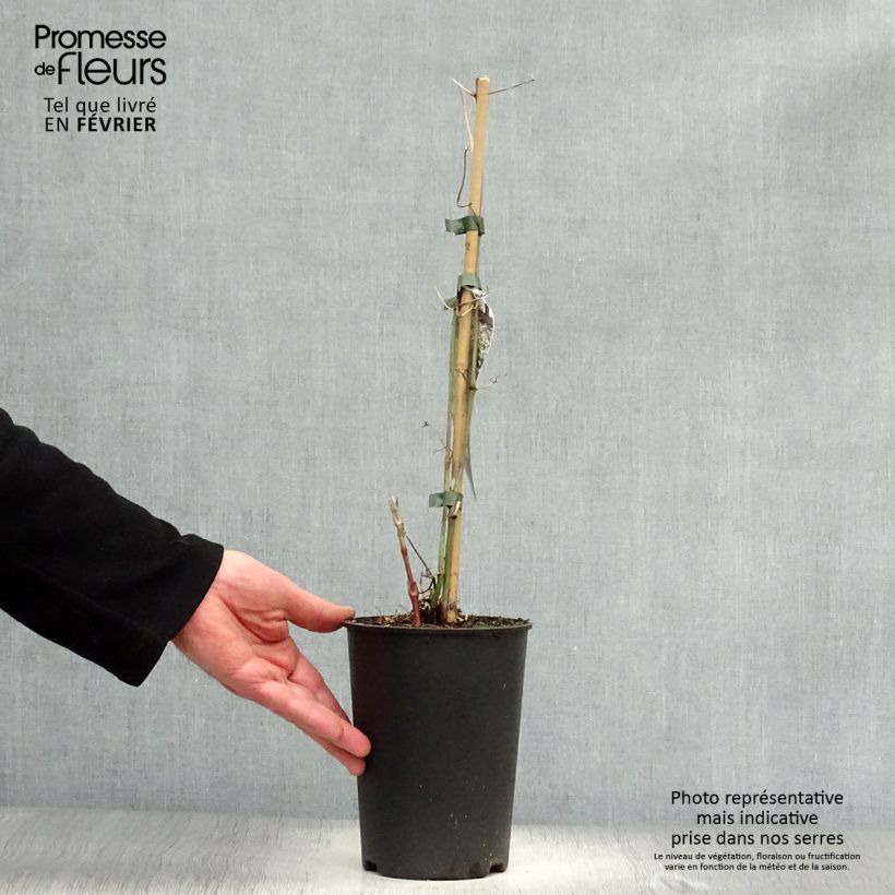 Clematis terniflora 2L/3L pot sample as delivered in winter