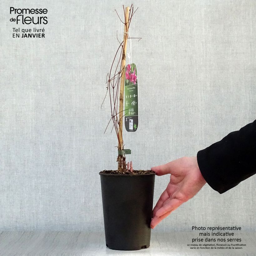 Clematis texensis Duchess of Albany - Scarlet Leather Flower 2L/3L pot sample as delivered in winter