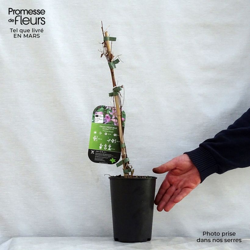 Clematis texensis Mienie Belle - Scarlet Leather Flower 2L/3L pot sample as delivered in spring