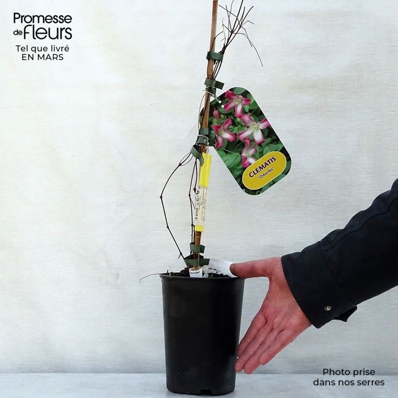 Clematis x texensis Odoriba 2L/3L pot sample as delivered in spring