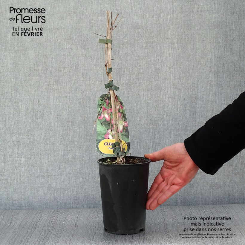 Clematis x texensis Odoriba 2L/3L pot sample as delivered in winter