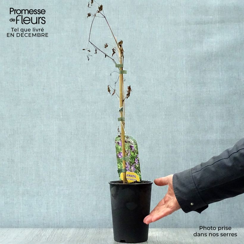 Clematis texensis Prince William 2L/3L pot sample as delivered in winter