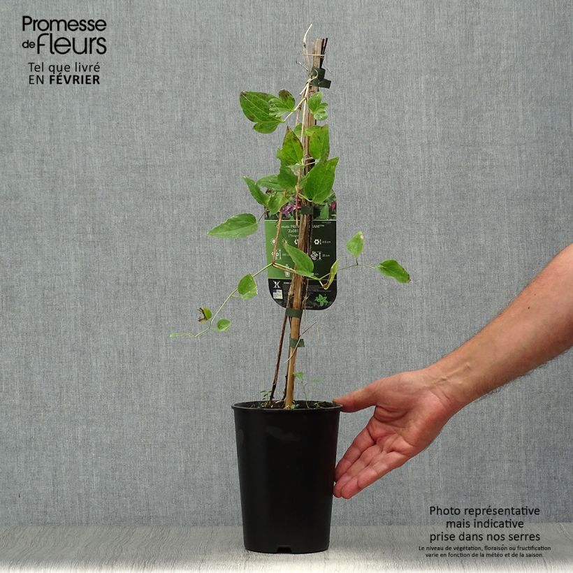 Clematis texensis Prince William 2L/3L pot sample as delivered in autumn