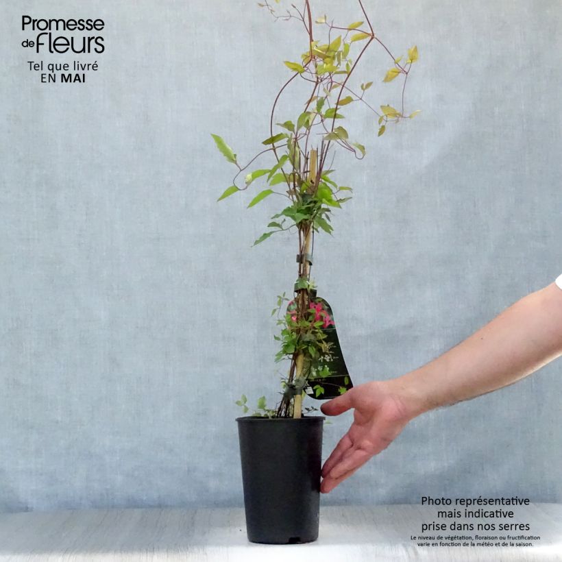 Clematis texensis Princess Diana - Scarlet Leather Flower 1.5L/2L pot sample as delivered in spring