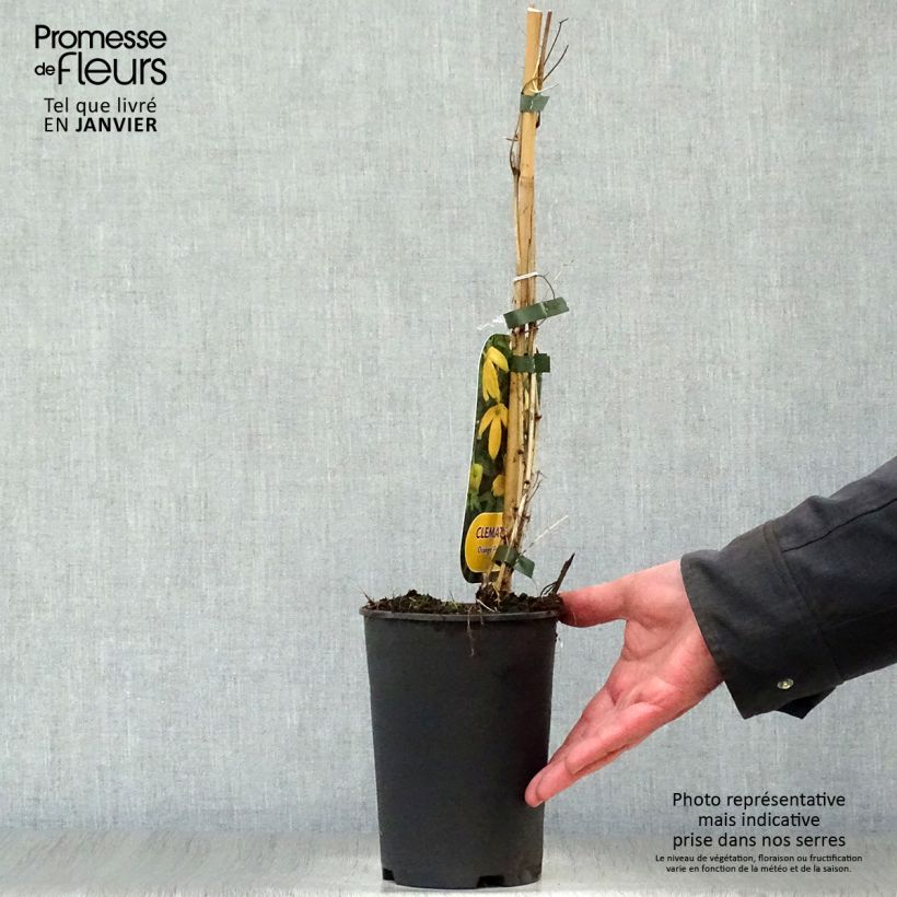 Clematis tibetana Orange Peel 2L/3L pot sample as delivered in winter