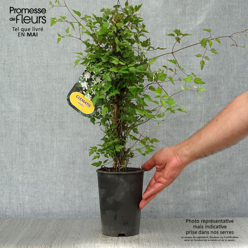 Clematis vitalba - Old Man's Beard 2L/3L pot sample as delivered in spring