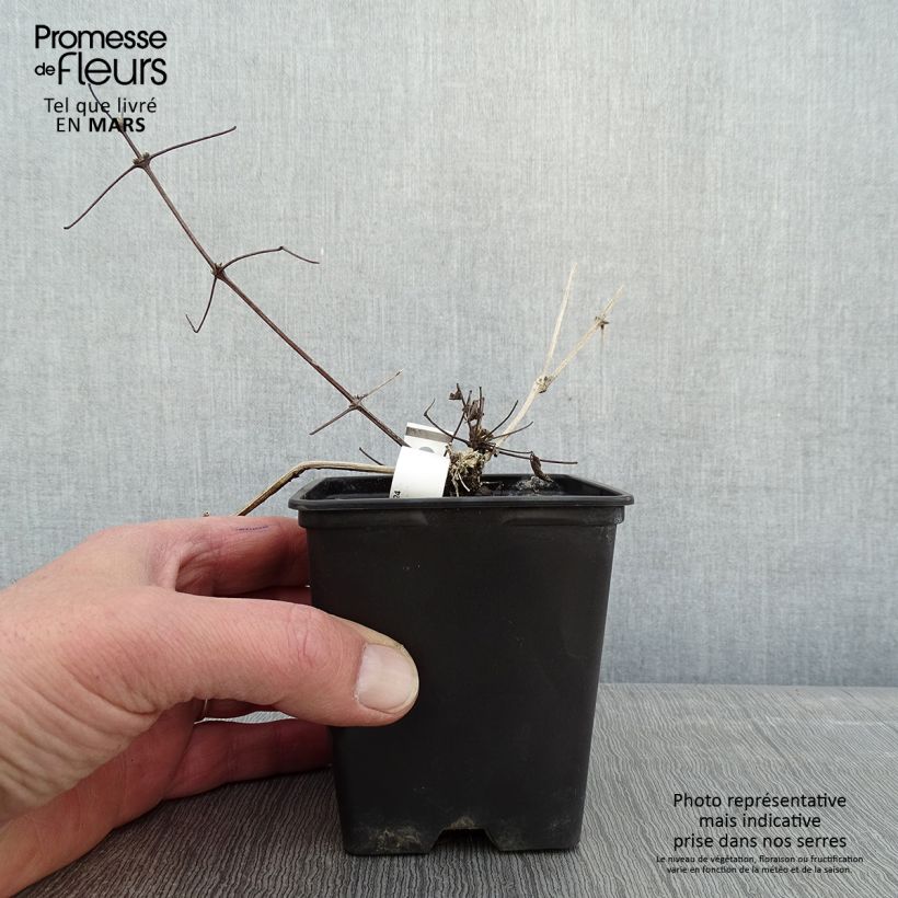 Clematis vitalba - Old Man's Beard 8/9 cm pot sample as delivered in winter