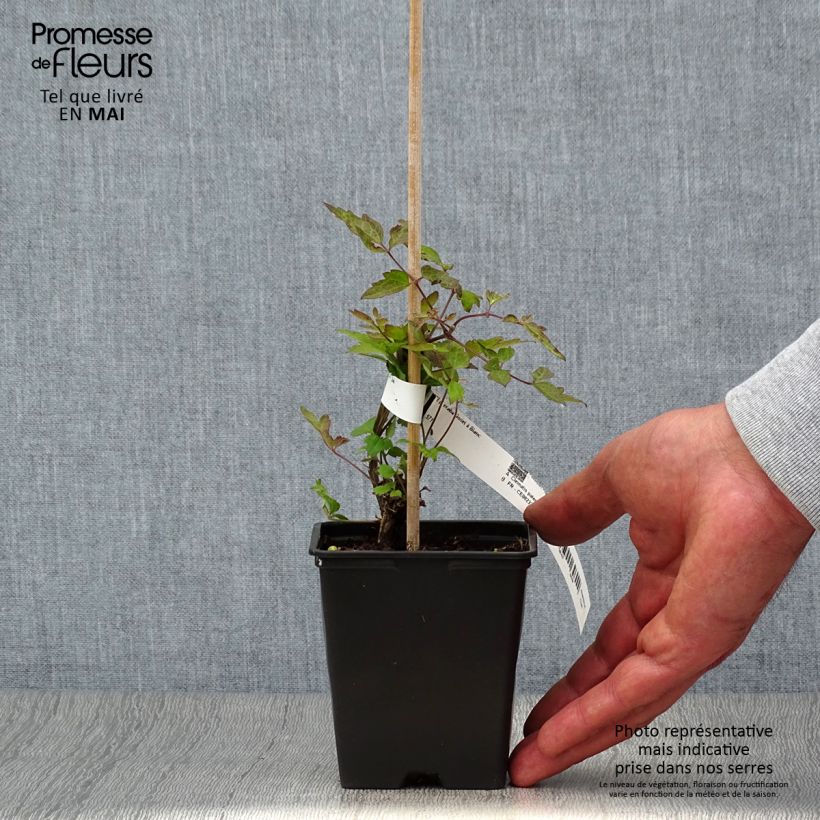 Clematis vitalba - Old Man's Beard 8/9 cm pot sample as delivered in spring