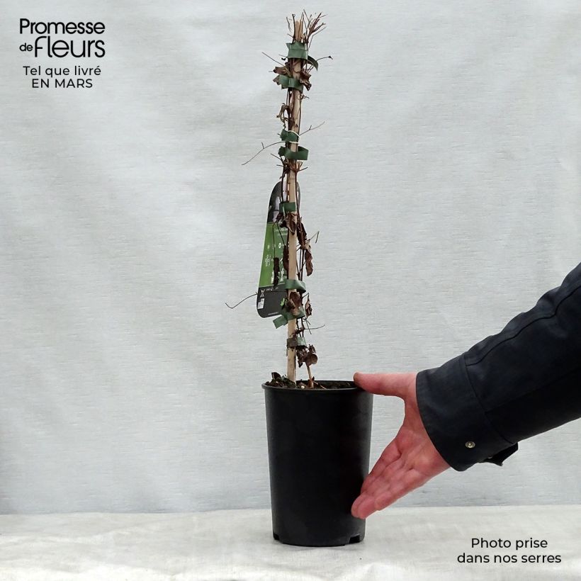 Clematis viticella Alba Luxurians - Italian Leather Flower 2L/3L pot sample as delivered in spring