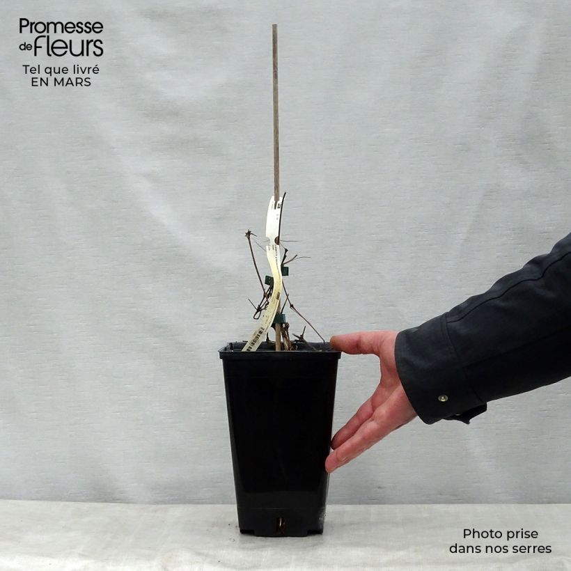 Clematis Bonanza 2L/3L pot sample as delivered in spring