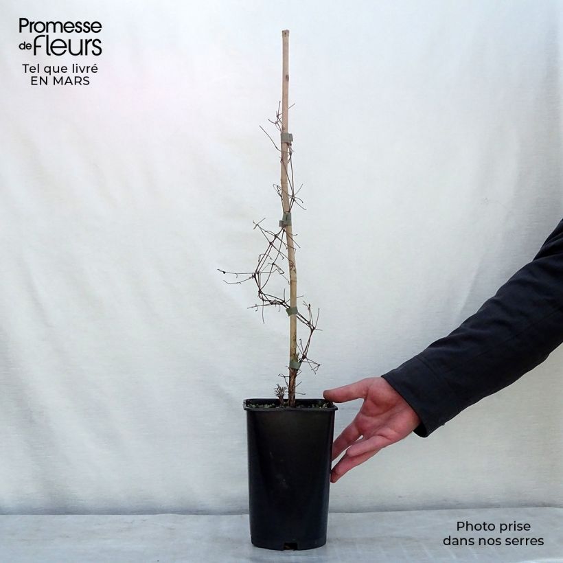 Clematis Burning Love 2L/3L pot sample as delivered in winter