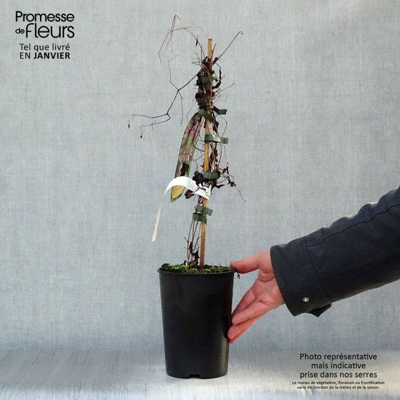 Clematis texensis Etoile Rose 2L/3L pot sample as delivered in winter