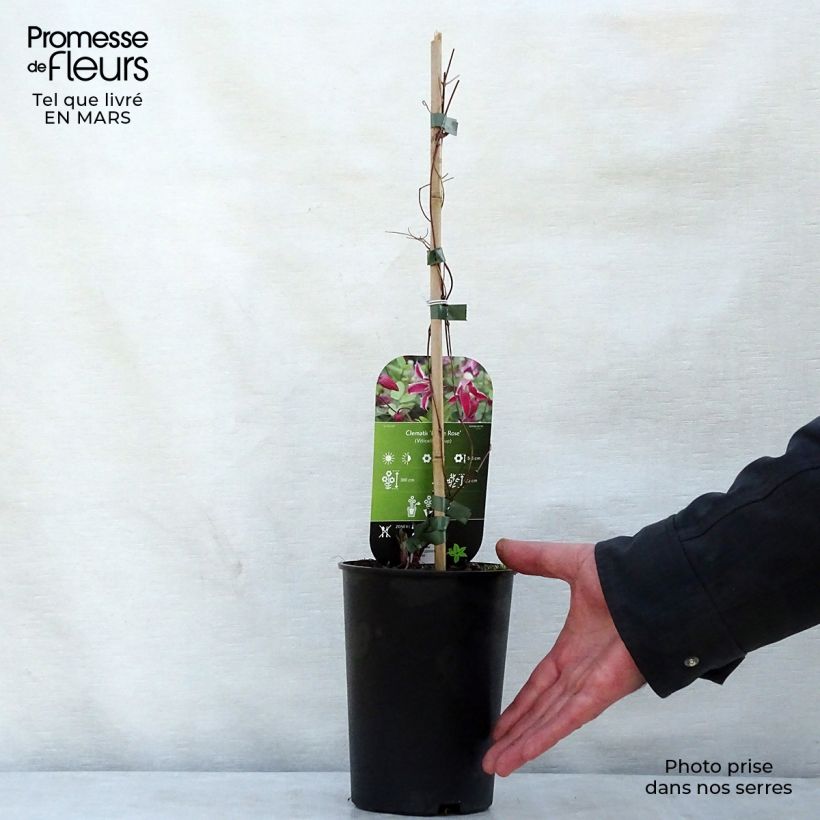 Clematis texensis Etoile Rose 2L/3L pot sample as delivered in spring