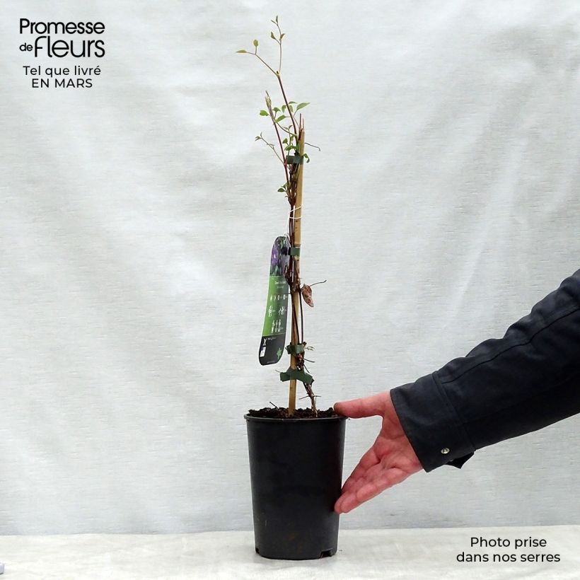 Clematis x viticella 'Etoile Violette' 2L/3L pot sample as delivered in spring