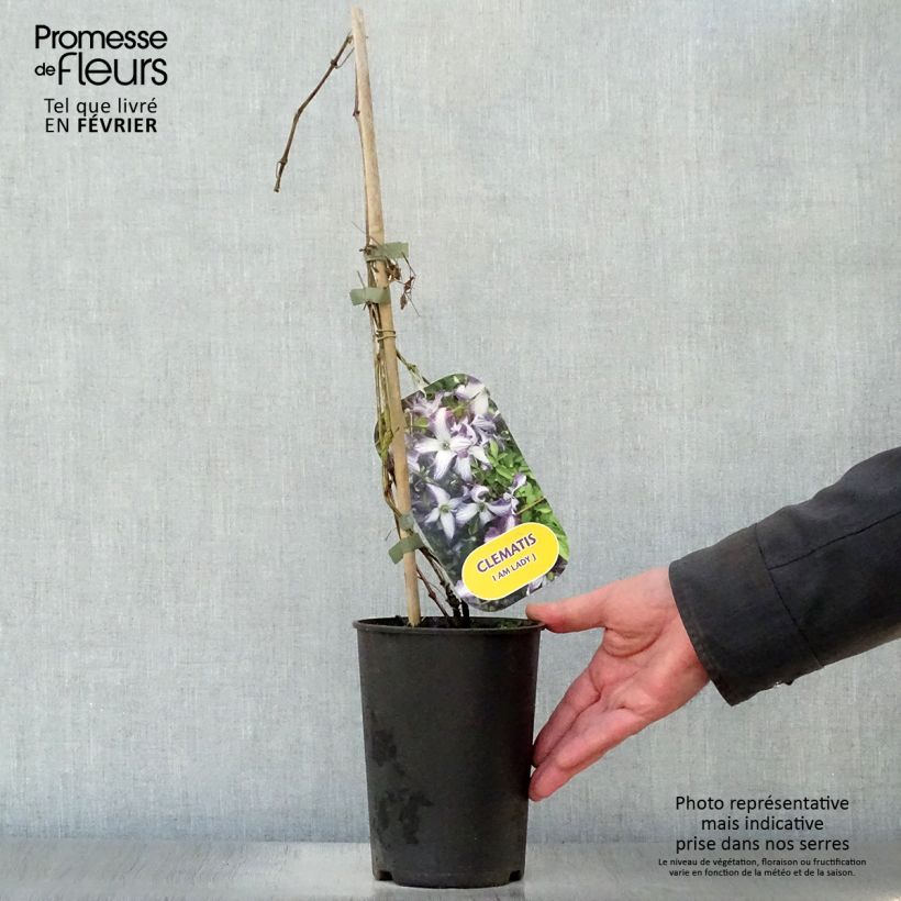 Clematis I am Lady J - Italian Leather Flower 2L/3L pot sample as delivered in winter