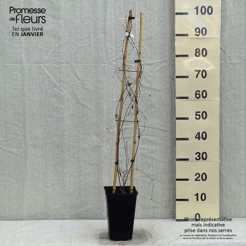 Clematis Krakowiak 3L/4L pot sample as delivered in winter