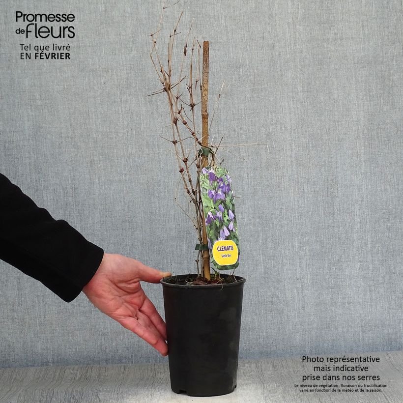 Clematis x viticella Little Bas 2L/3L pot sample as delivered in winter