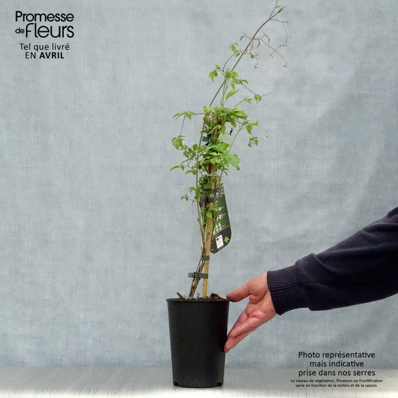 Clematis x viticella Little Bas 2L/3L pot sample as delivered in spring