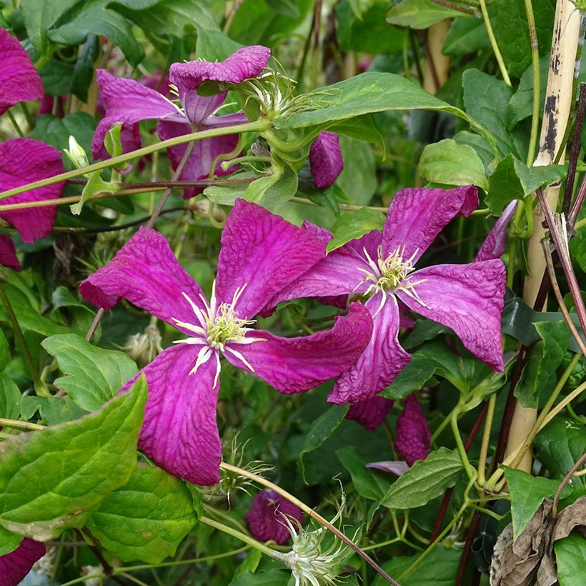 Clematis Madame Julia Correvon (Flowering)