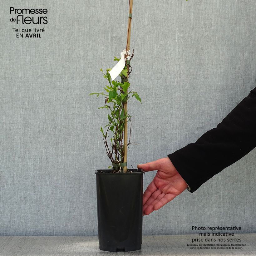 Clematis x viticella Panther 2L/3L pot sample as delivered in spring