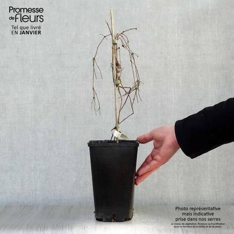 Clematis x viticella Perle d'Azur 2L/3L pot sample as delivered in winter