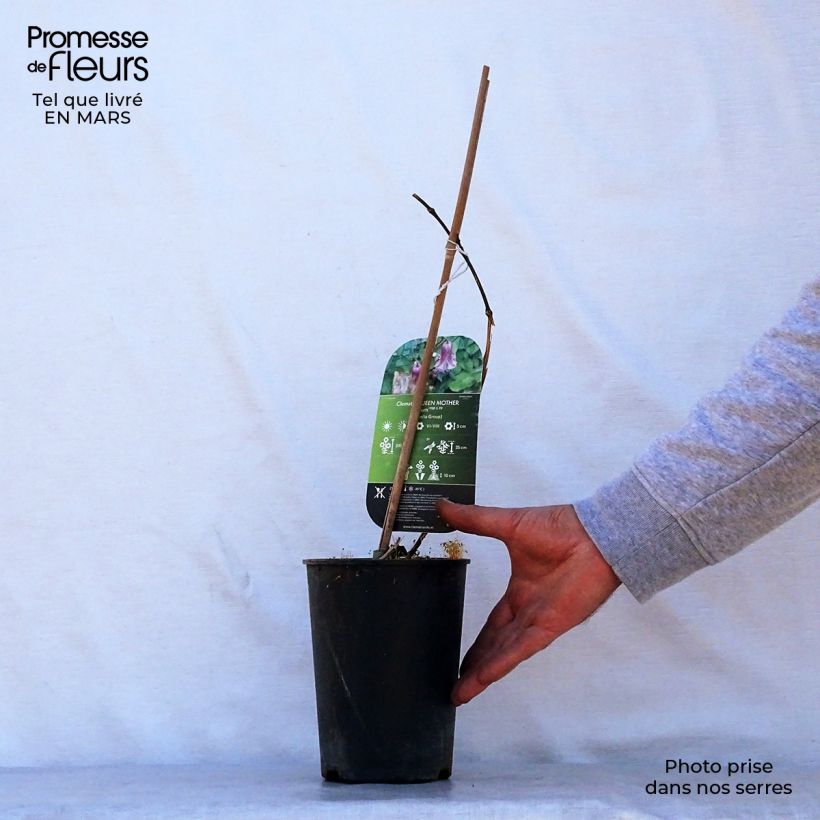 Clematis viticella Queen Mother 2L/3L pot sample as delivered in spring