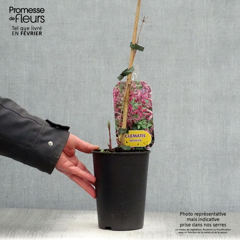 Clematis viticella Rosalyn 2L/3L pot sample as delivered in winter