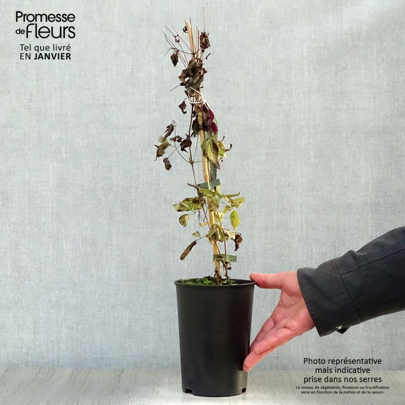 Clematis viticella Royal Velours 2L/3L pot sample as delivered in winter