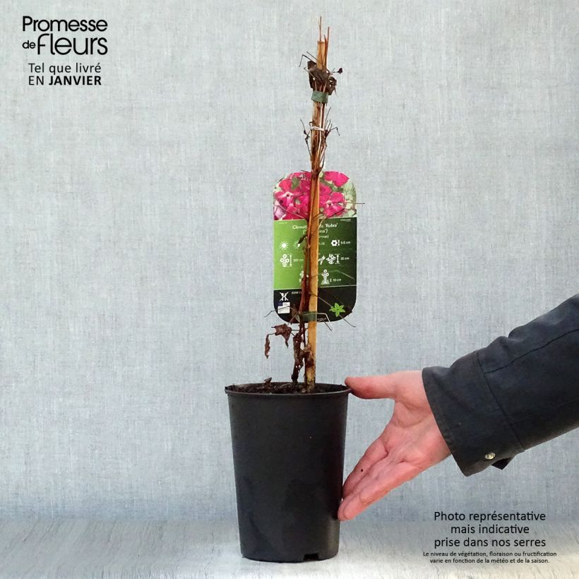 Clematis viticella 'Rubra' 2L/3L pot sample as delivered in winter