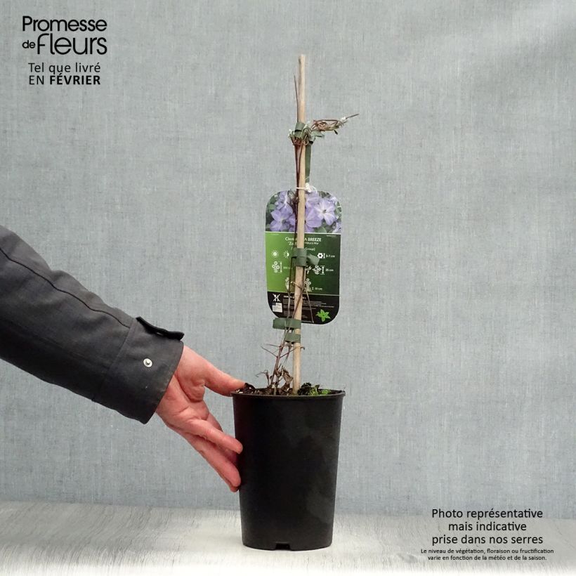 Clematis x viticella Sea Breeze 2L/3L pot sample as delivered in winter