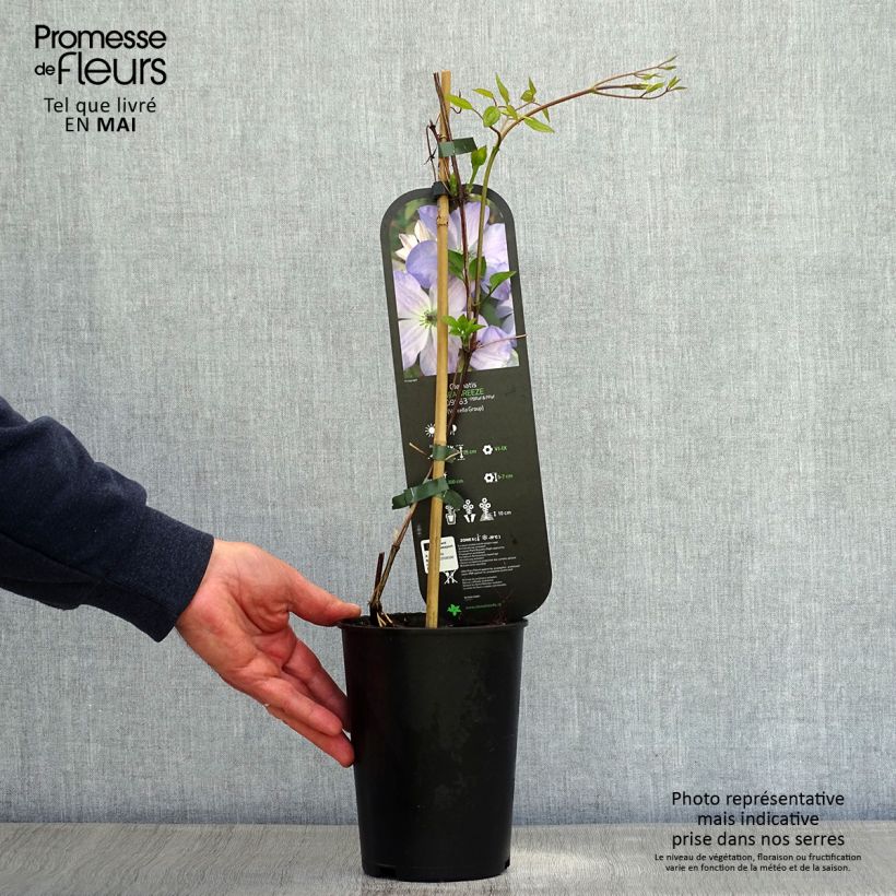 Clematis x viticella Sea Breeze 2L/3L pot sample as delivered in spring