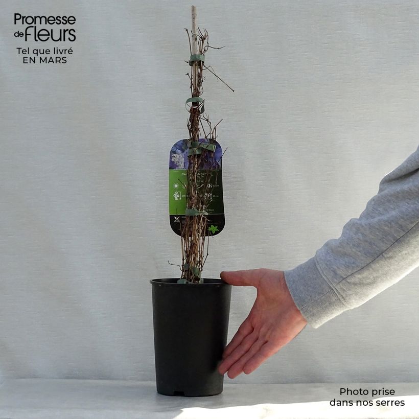 Clematis viticella Sunny Sky 2L/3L pot sample as delivered in spring