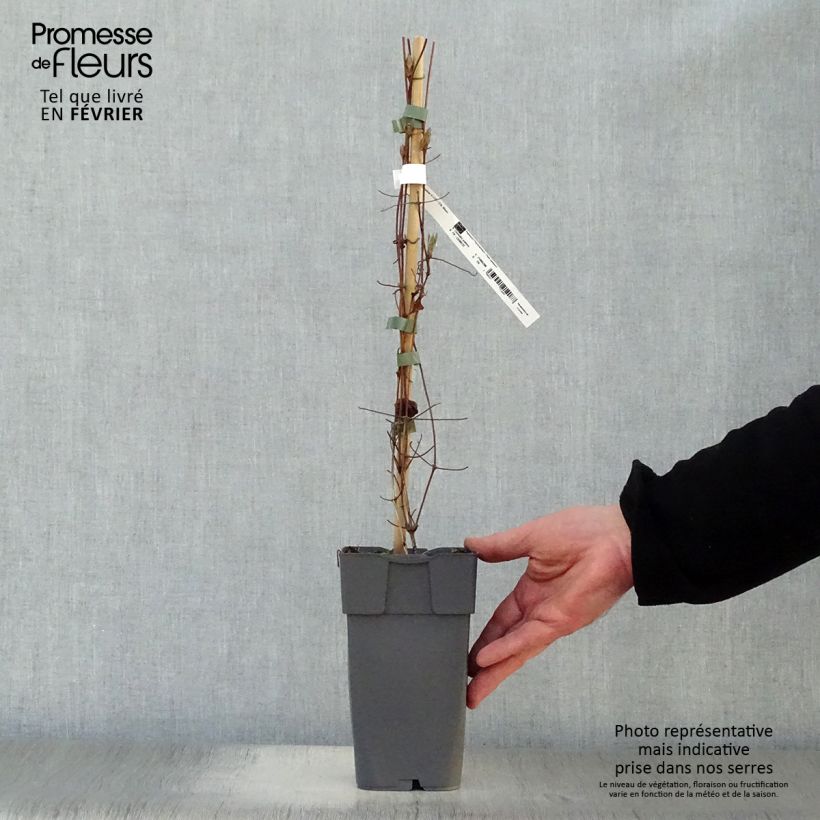 Example of Clematis Delphine  2L/3L pot as you get in hiver