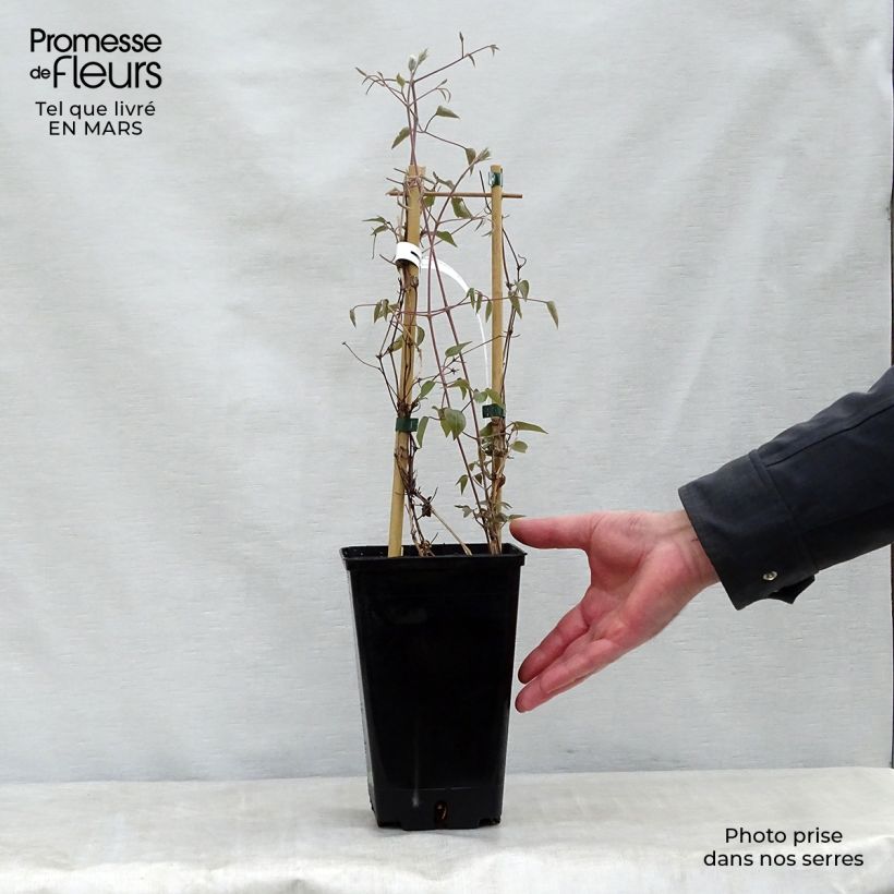 Clematis Henryi 1.5L/2L pot sample as delivered in spring