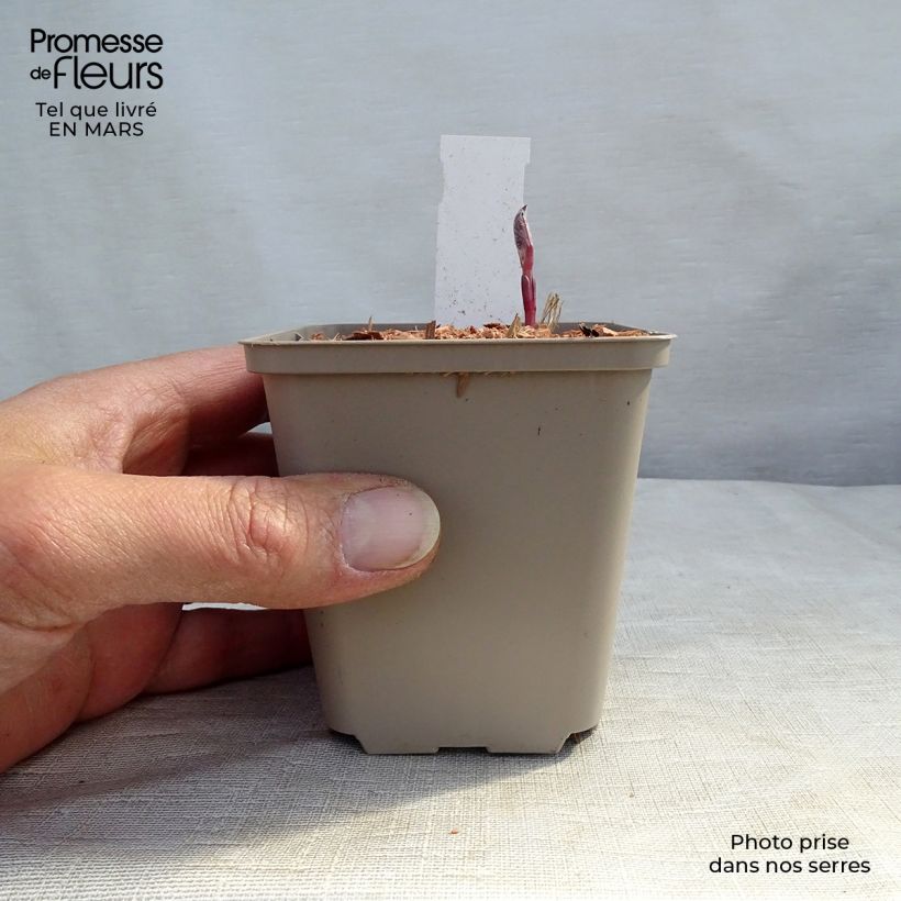 Clematis recta Purpurea 8/9 cm pot sample as delivered in spring