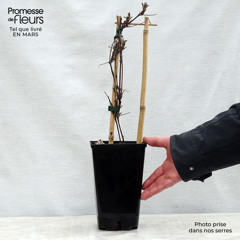 Clematis Honora 1.5L/2L pot sample as delivered in spring