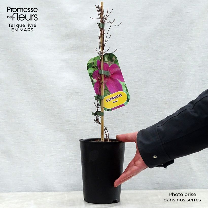 Clematis Huvi 2L/3L pot sample as delivered in spring