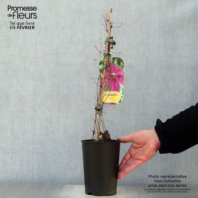 Clematis Huvi 2L/3L pot sample as delivered in winter