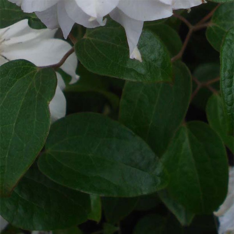 Clematis Maria Skłodowska Curie (Foliage)