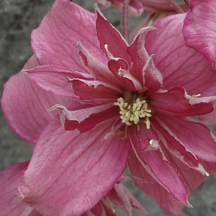 Clematis montana Broughton star (Flowering)
